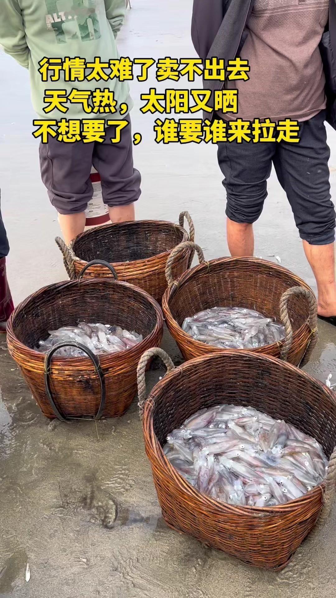 清明节赶海行情难搞？🌊清明前后赶海，潮水退得慢，收获全靠碰运气！
1️⃣今天出