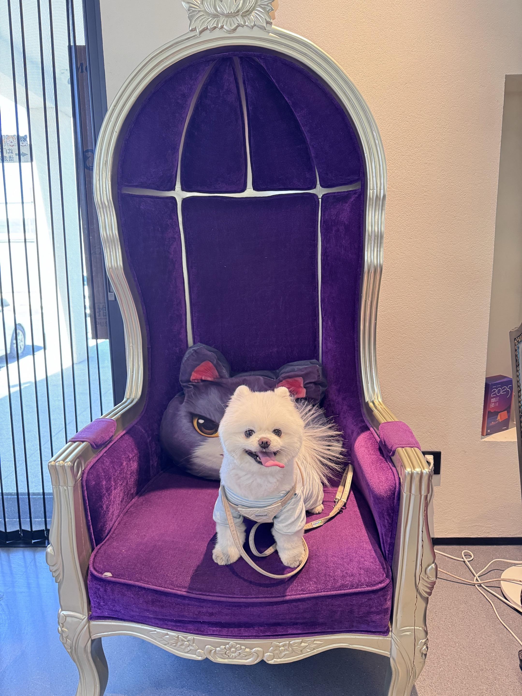 养宠人精神状态 宠物造型