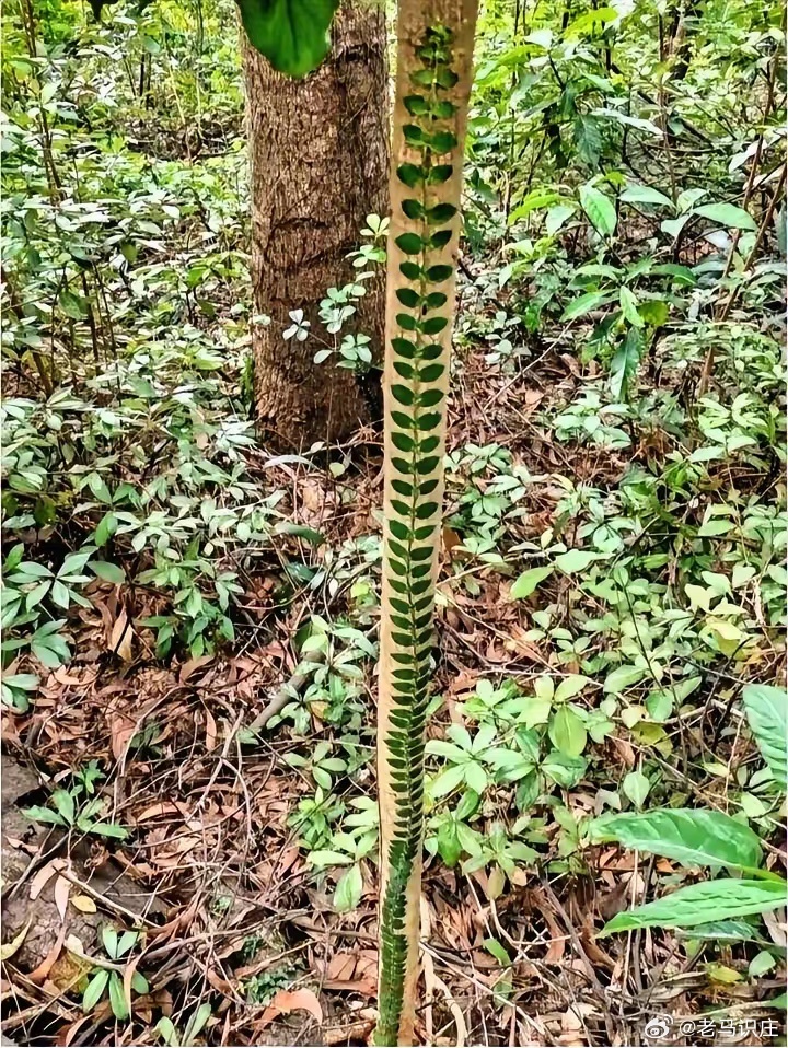今天闲着没事上山走走，在林子里头撞见个从没见过的藤子，当场看愣了。紧紧贴在树干上