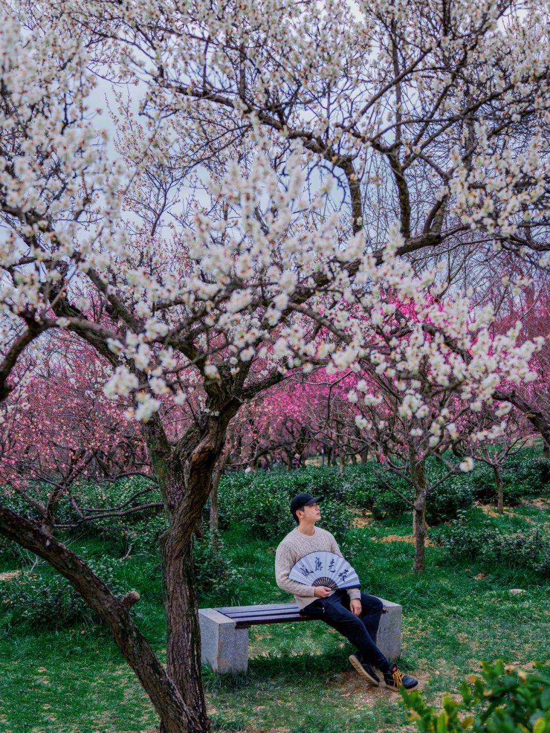 去了10次明孝陵，总结出不费体力赏梅路线🌸