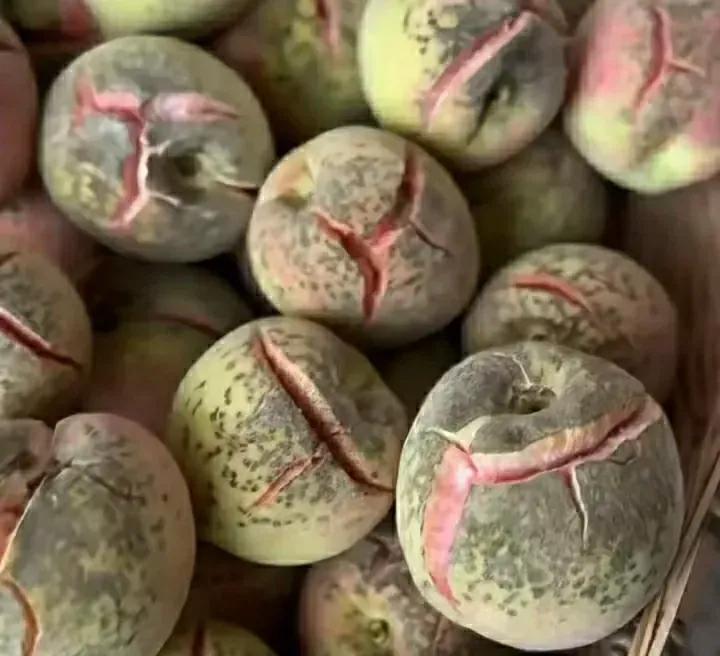 大家都吃过这种野桃子没？太好吃了

屋旁的山边边上有一棵野生的桃树，结出来的桃子