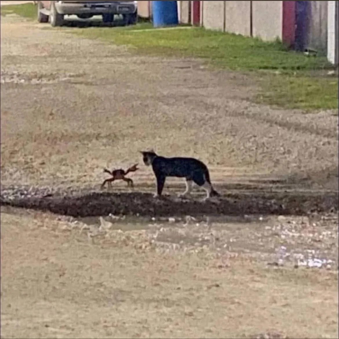 好像动画片的画面 