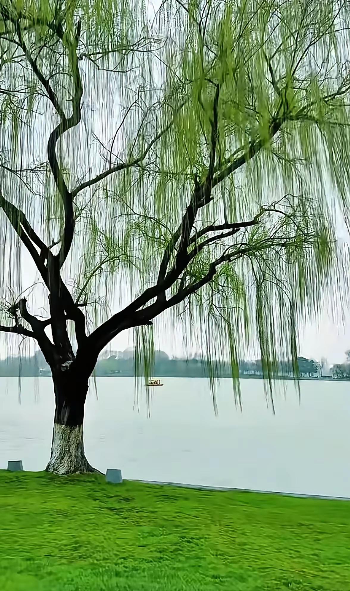 静谧湖畔，垂柳依依，绿意盎然，心旷神怡。