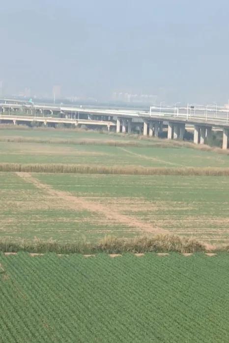 手机随拍城郊田野风景绿色的田野，深情的大地。