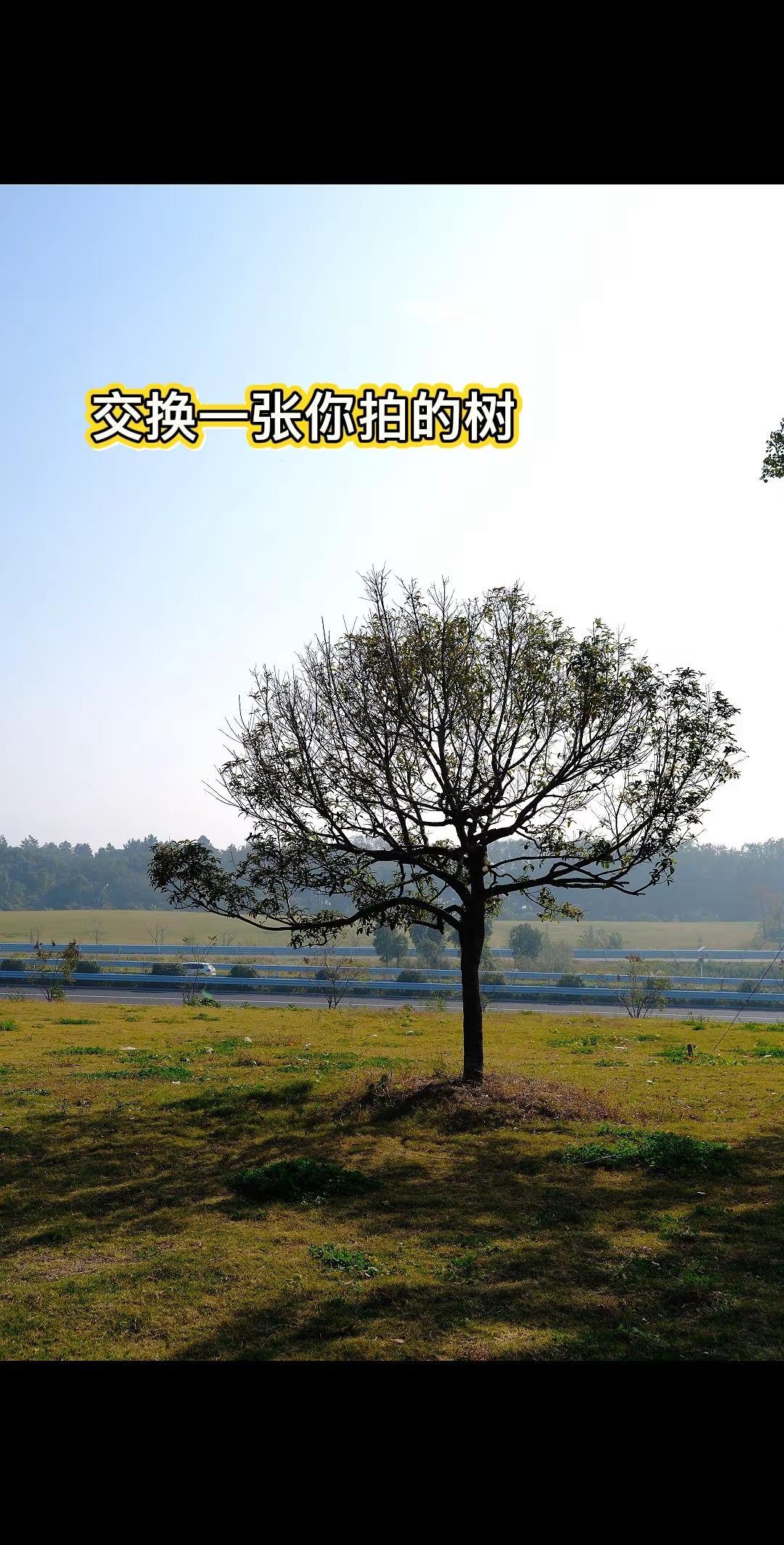 秋冬的树自带沧桑感……🍂