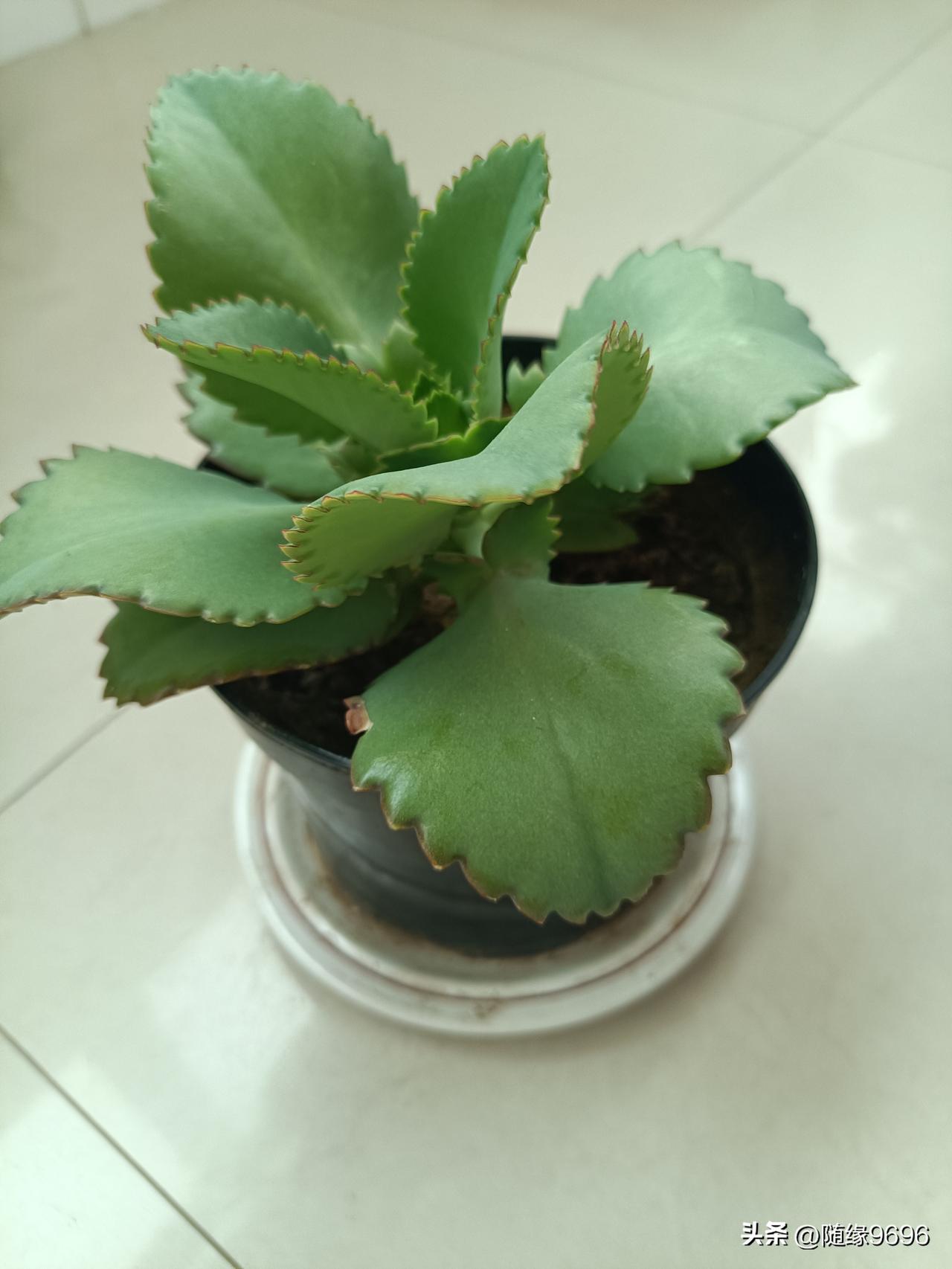 这花是去年秋天从亲戚家带来的，不知是什么品种，也不知是否开花，亲戚说这叫落地生根