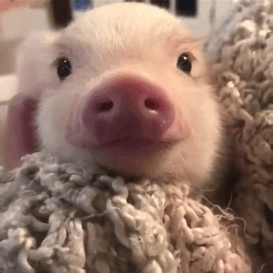 网页链接礼貌申请约人，无属性 