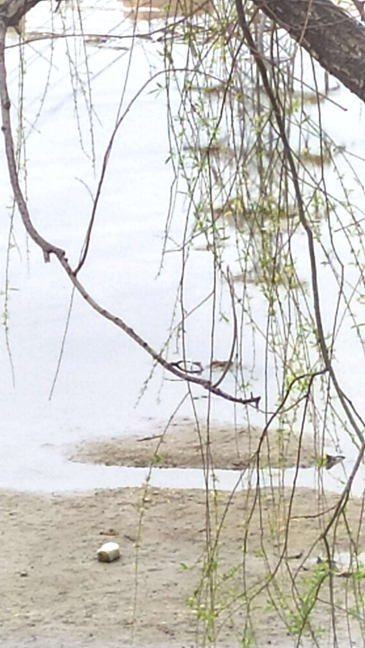 出句：弹衣摆柳清明路（雪浪）