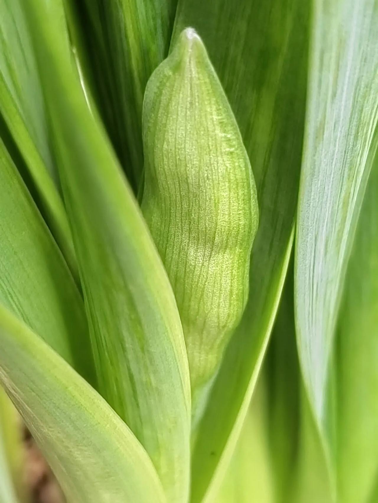 咸菜！我现在还有！我们这里叫弟弟瓜。