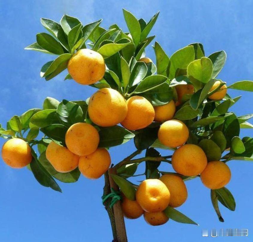 石榴树，多子多福。枣子树，早生贵子。
银杏树，招财旺主。银杏树，健康长寿。
桔子