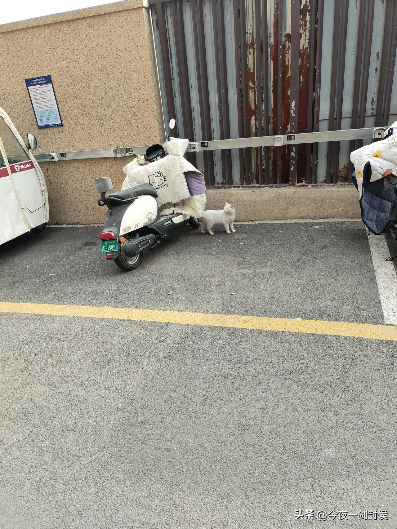 猫如果吃饱了，其实是很难冻死的，毕竟它有一身好皮毛。
今年冬天，郑州至少下过三场