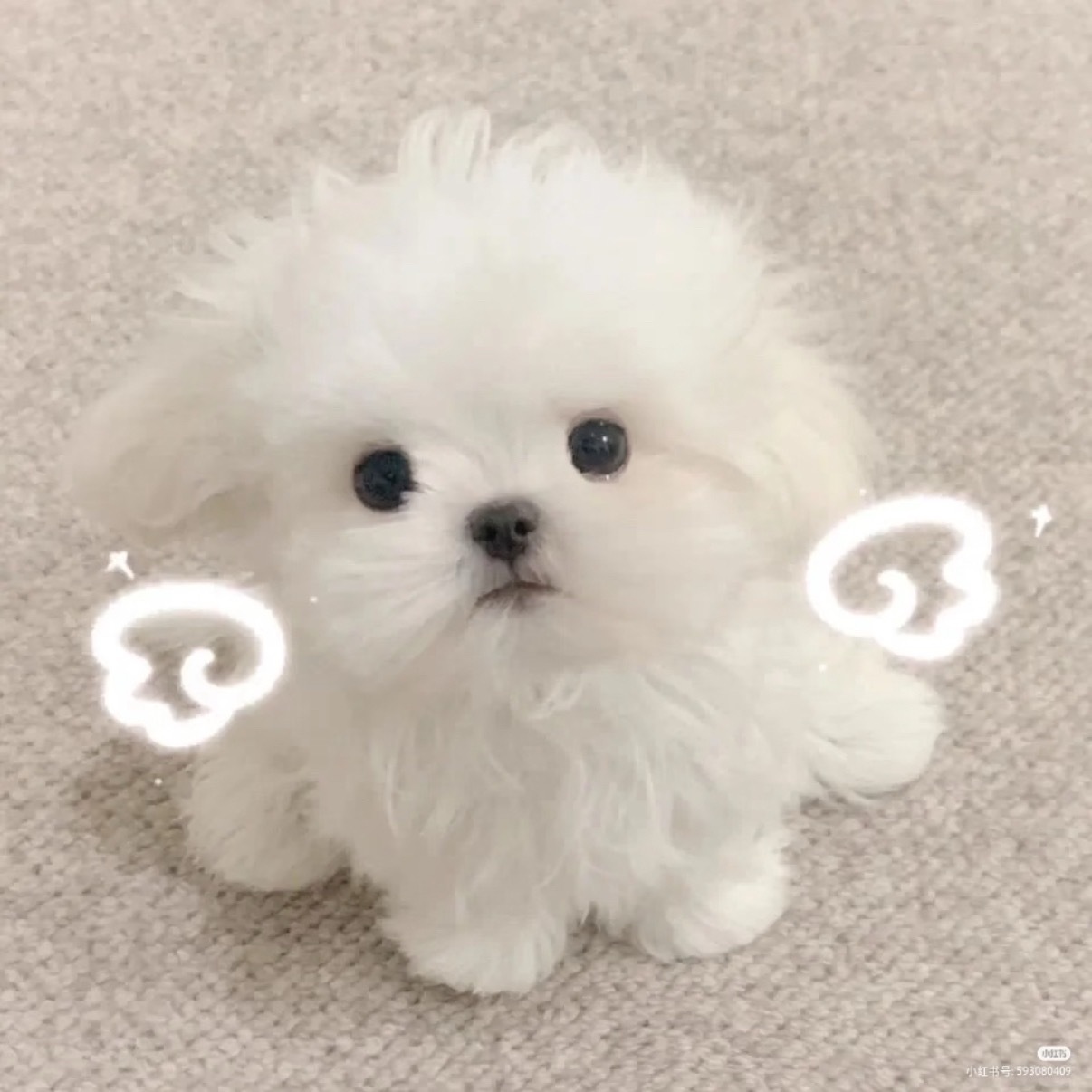 贺峻霖  小૮・ᴥ - ა 