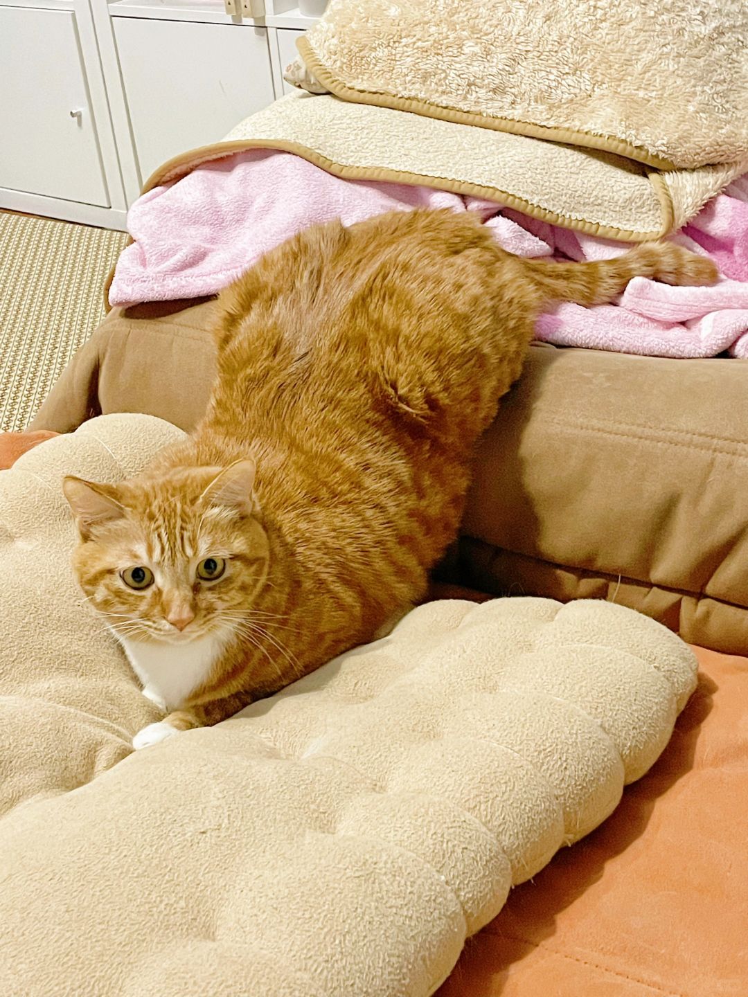 猫是水做的，你是油捏的