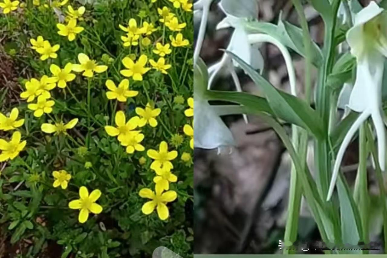 地里随处可见的两棵野草，竟是男人补肾的好帮手

俗话说得好，湿气重百病生，湿气除