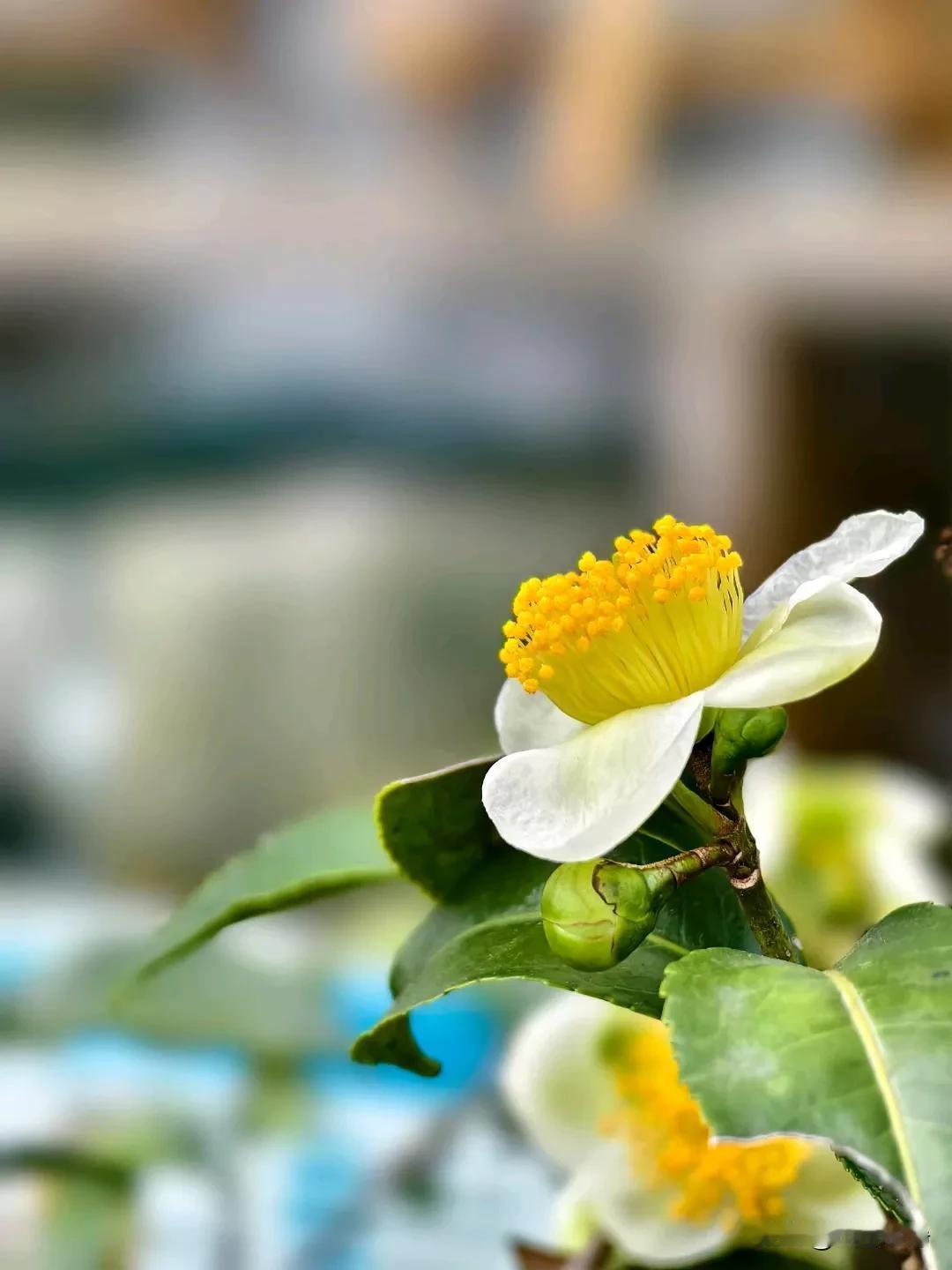 纵使秋已深，霜露重，仍将用热情抒写这撩动心弦的晚秋，抒写遇见的美好，抒写生命的壮