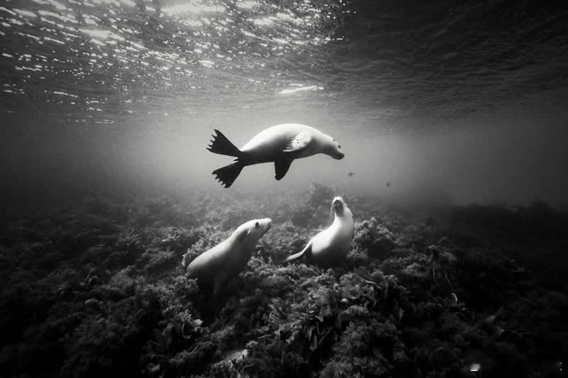 【黑白自然摄影作品，捕捉了静谧之美】（121Clicks）黑白摄影有一种独特的魅