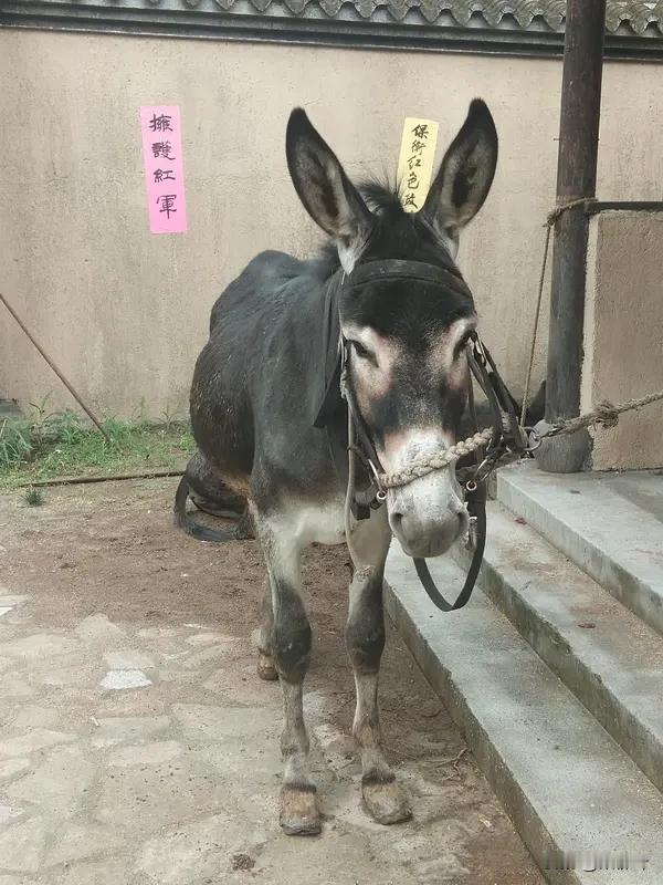 做选择时犹豫不决？你不是慎重，是“脑袋让驴踢了”
      一头又饿又渴的毛驴