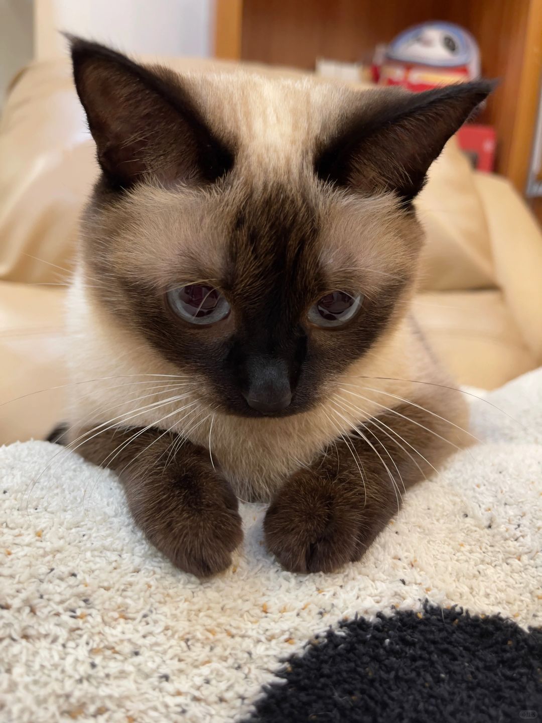 可以接受小猫的道歉吗🙇‍♀️