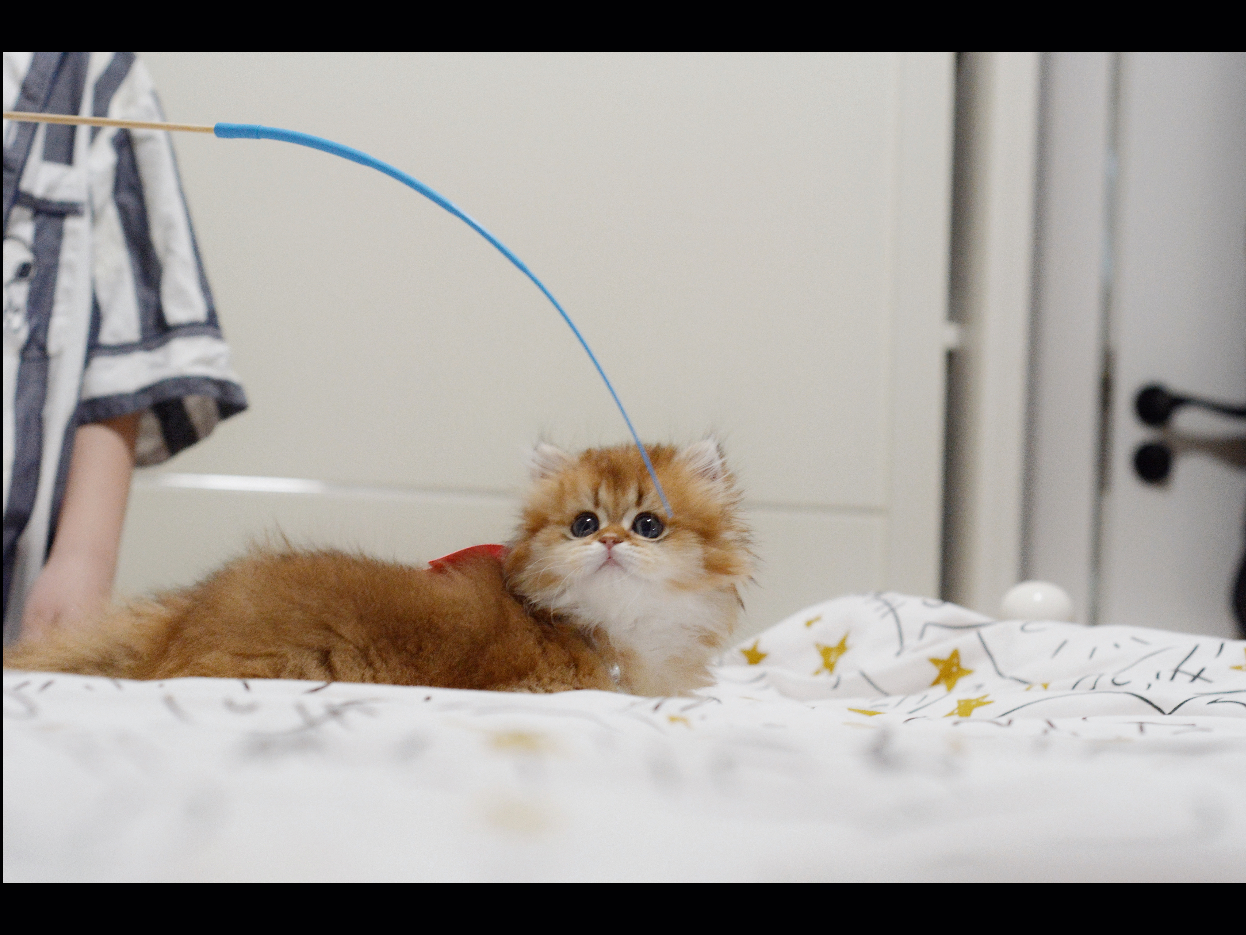 【现猫找家】[awsl]粘人无敌[awsl]美貌无敌[awsl]肠胃无敌[aws