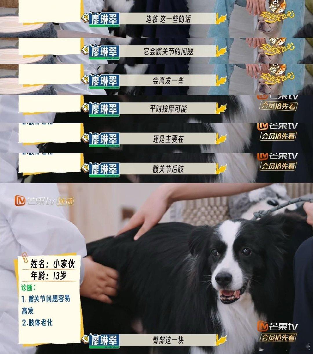 中医的风还是吹到了宠物界 中医的宝贝疗法——针灸艾灸，溜达到宠物界玩耍啦。给家里