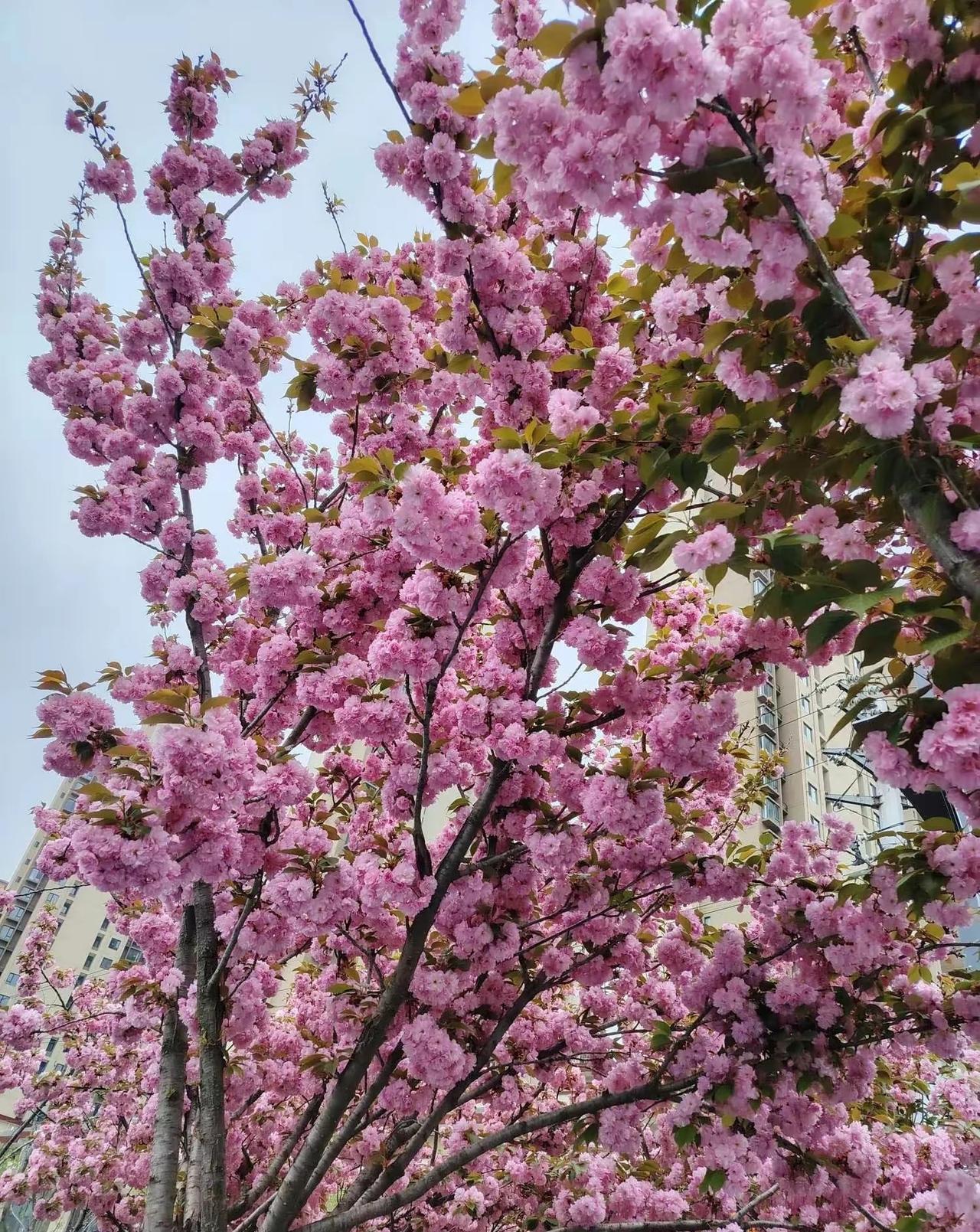 春暖花开，人间富贵。盛开粉色浪漫满城飞！🌸💕漂亮美美图片分享