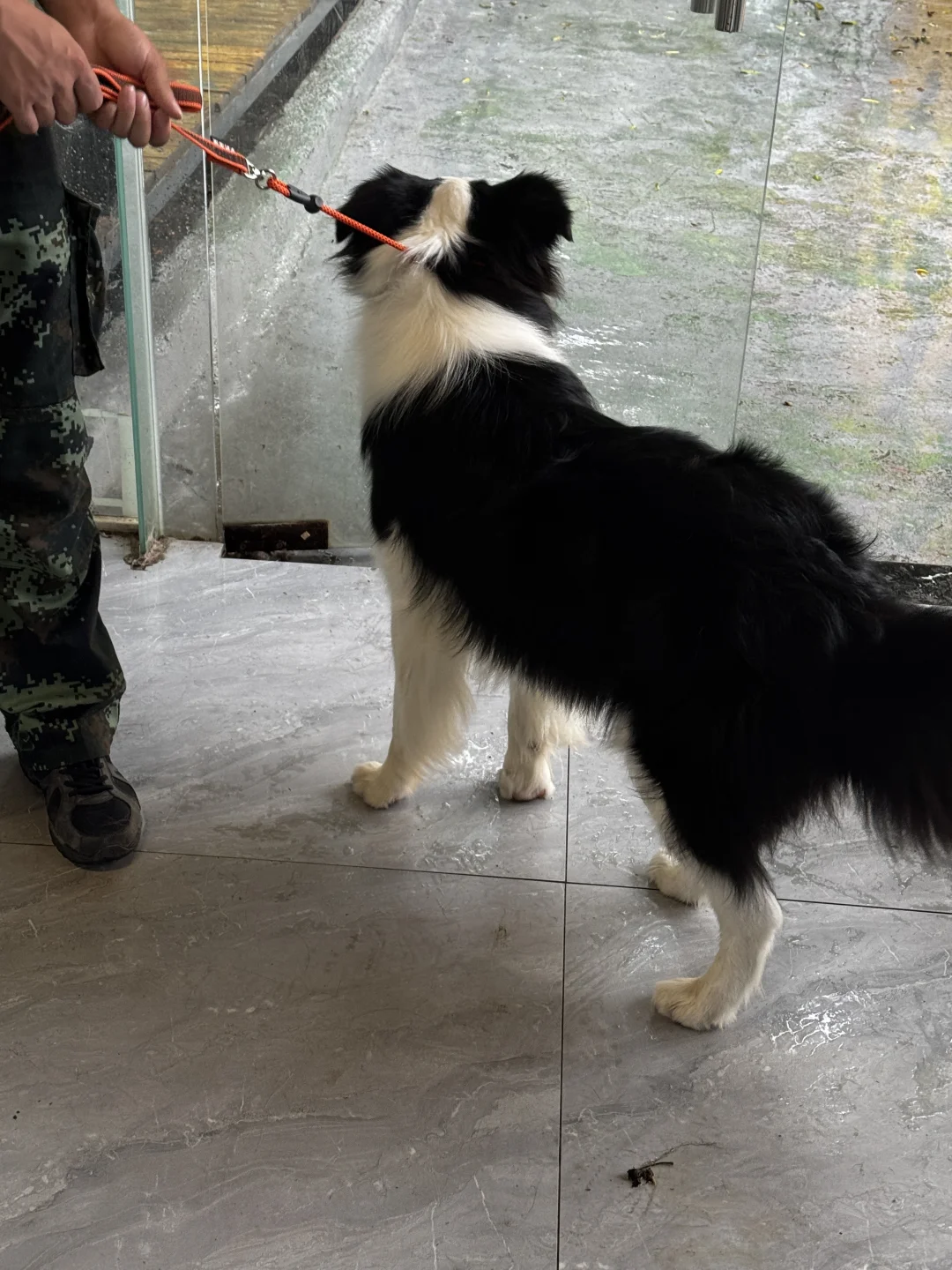 小小狗儿上学去