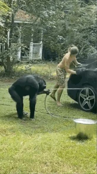 现在的形势严峻啊，连猴哥都开始搞副业了啊？