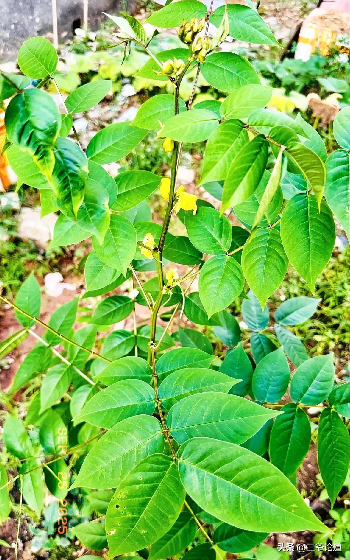 一老乡说给我带点这个光明菜，真的期待，好久没吃了，好几年了吧，广州一般菜市场也没