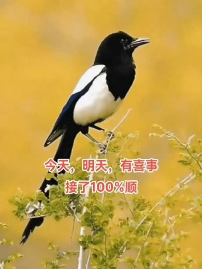 喜鹊报喜！今明两天有喜事，接了100%顺！ 