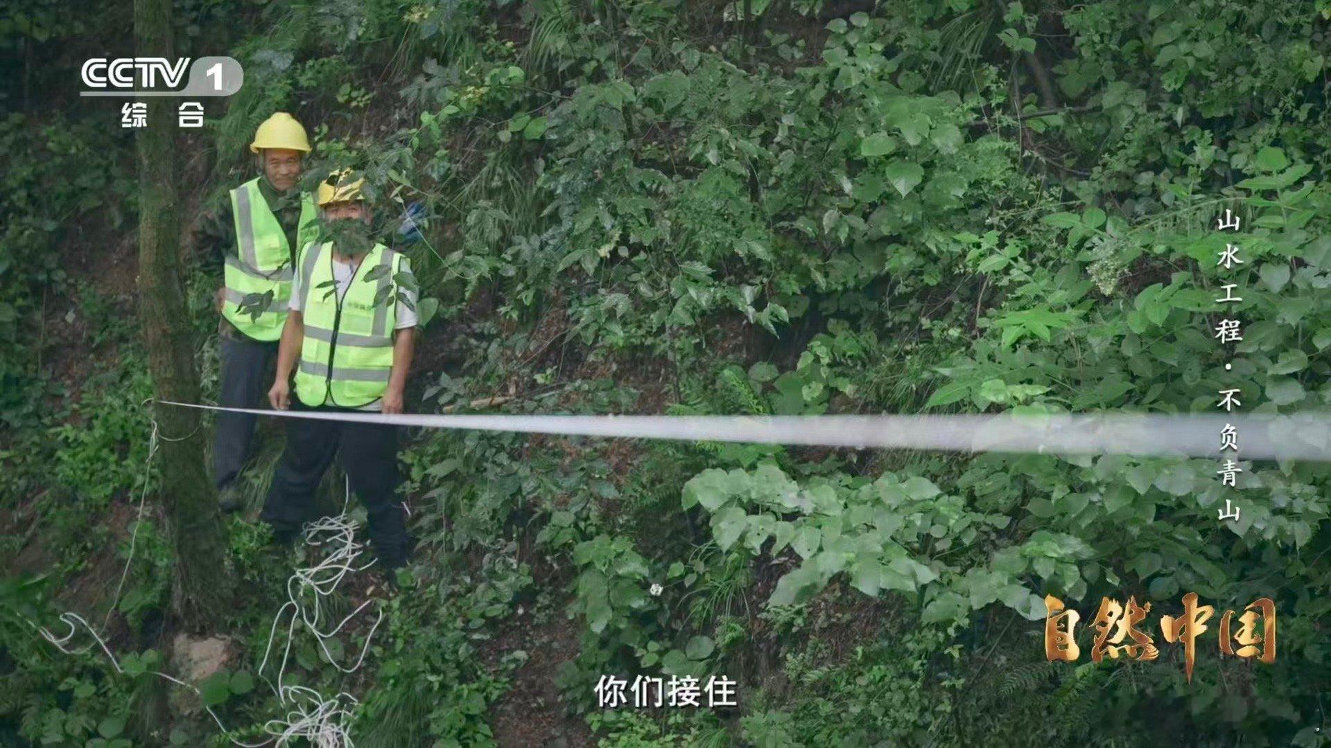 秦岭深处树在天上飞 陕西蓝田植树现场上演“空中快递”：无人机运送树苗，滑索接力传