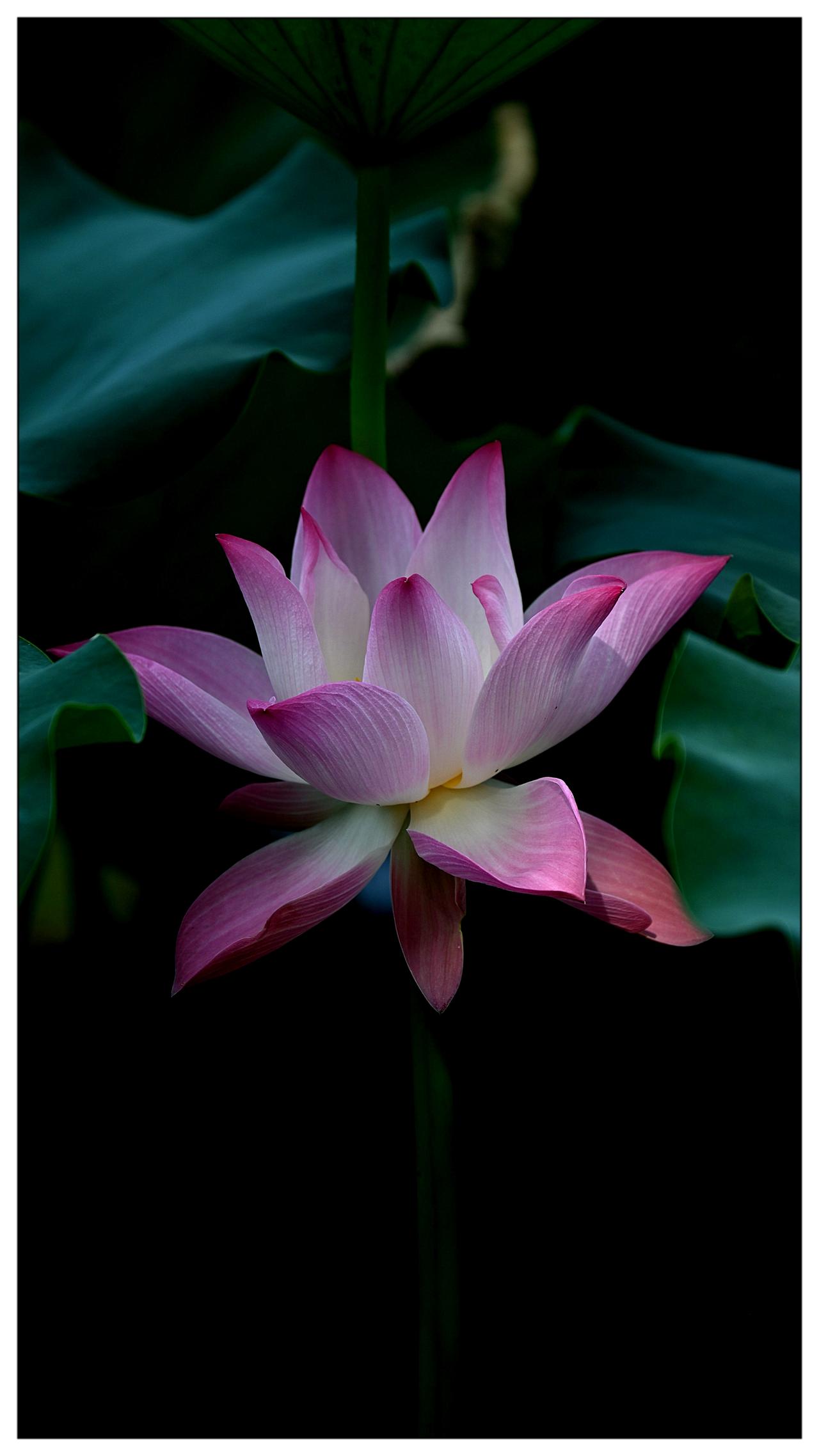 荷花花开时