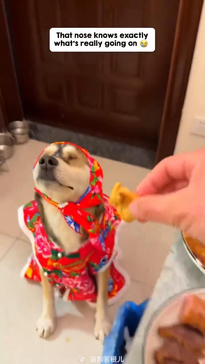 盲狗苦根儿。
POV：My dog knows what he wants...