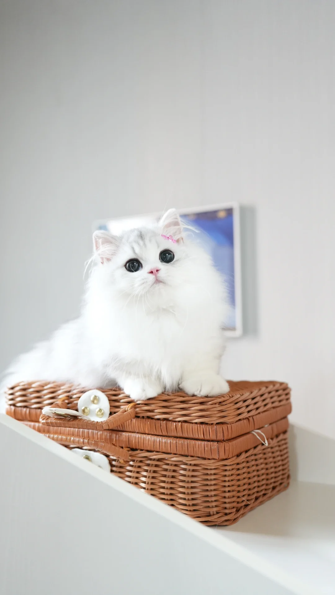 我是有一点漂亮的 银白米努特矮脚猫