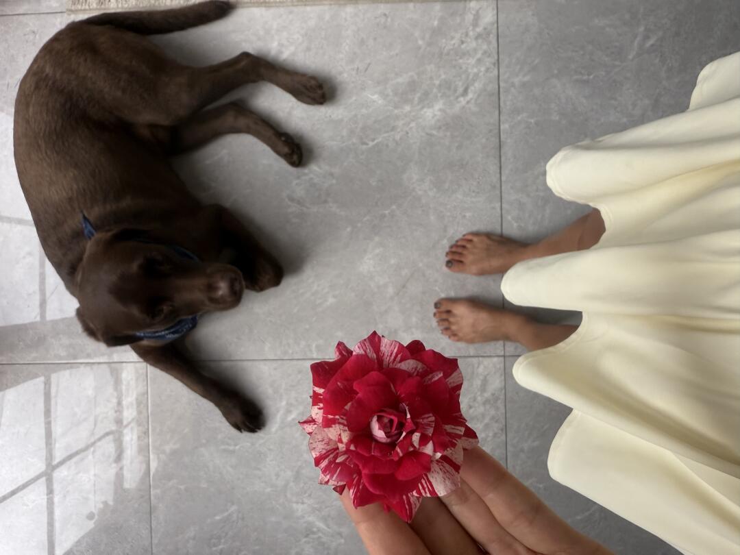 “在岗是工作犬，下岗是禁养犬“2026养犬管理