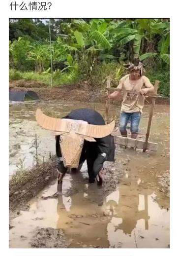 这难道是新开发的游客“互动型”旅游项目吗？[捂脸][捂脸]