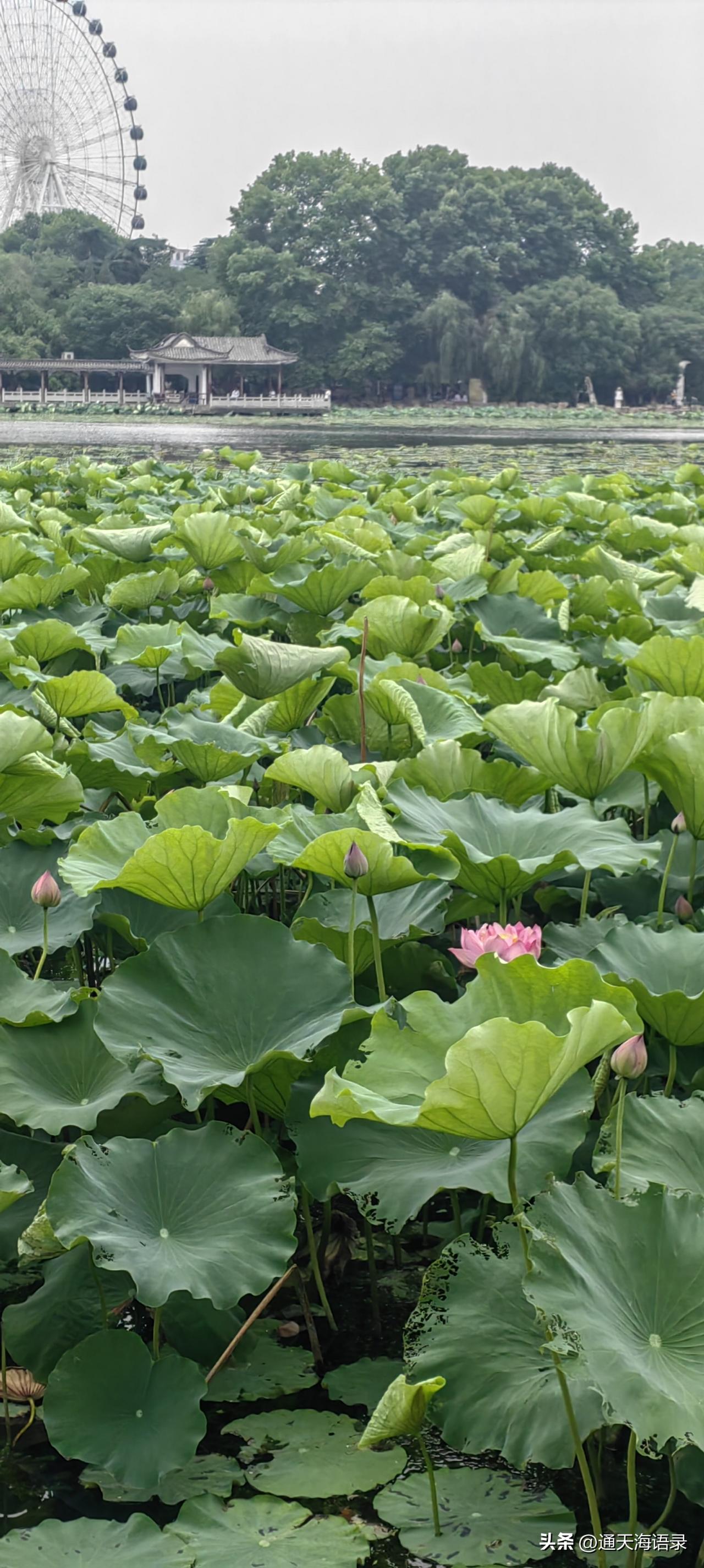 《鸪天·荷》
 
翠盖亭亭立浅塘，轻风暗送一缕香。
才凝晓露凝清韵，半卷柔姿映水