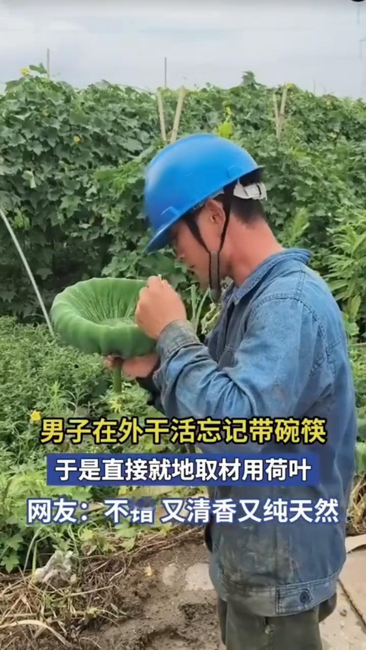 男子在外干活忘记带碗筷，于是直接就地取材用荷叶。网友：不错，又清香又纯天然。