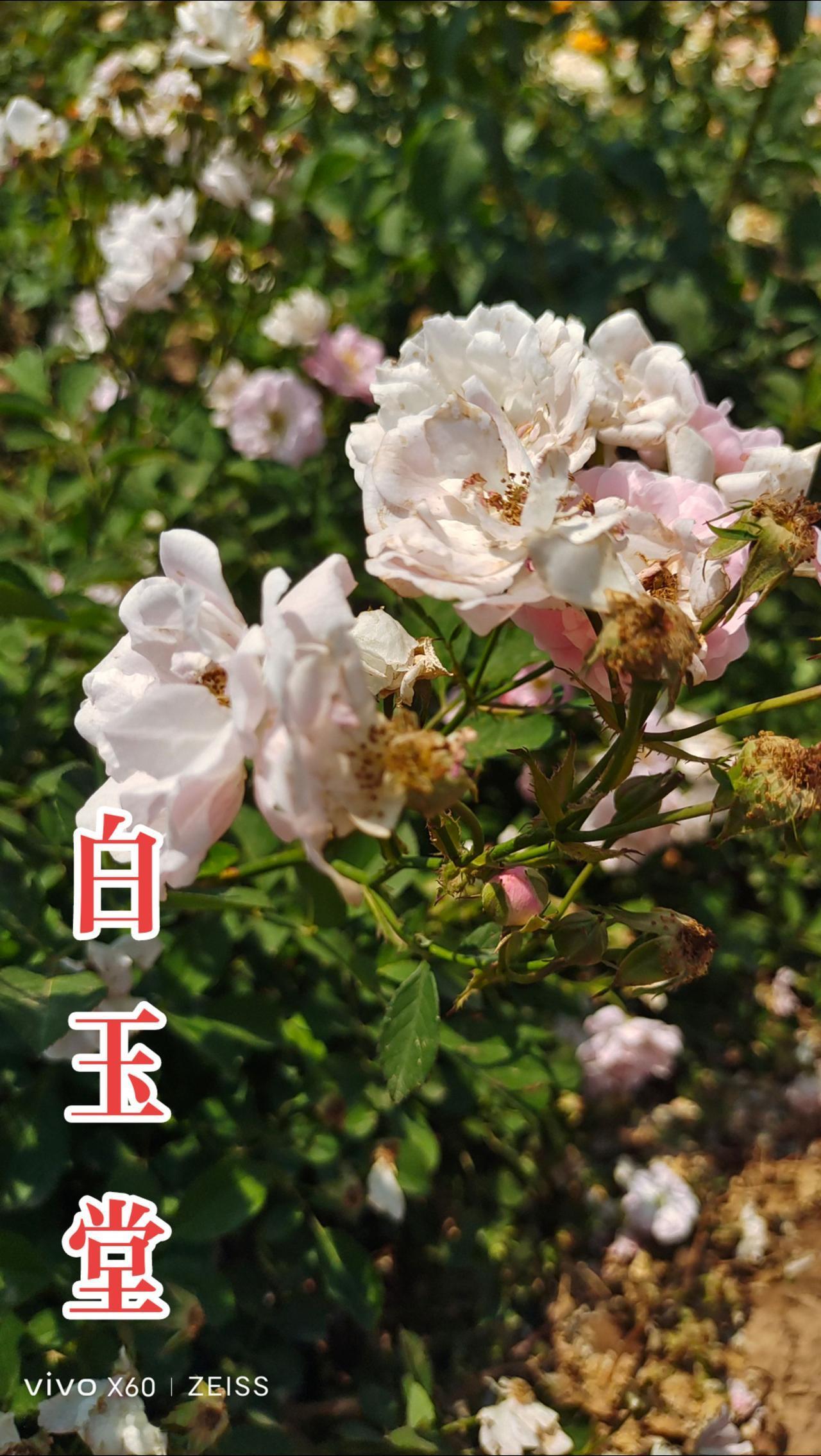 看见音乐 一花一草一世界