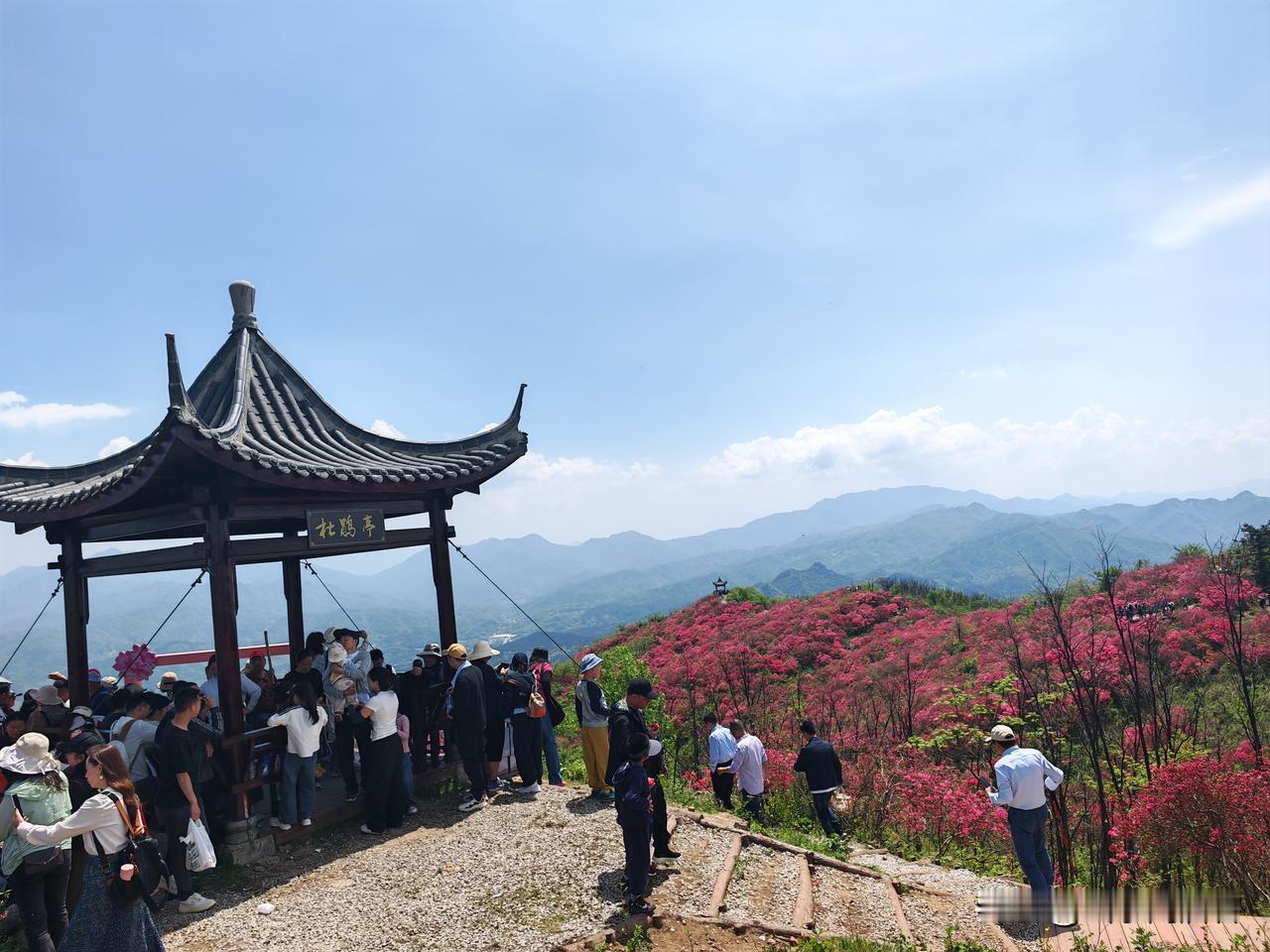 丙午年三月廿二早起，与几位好友驱车往金寨太平山，赴一场映山红之约。拾级而上，暖风