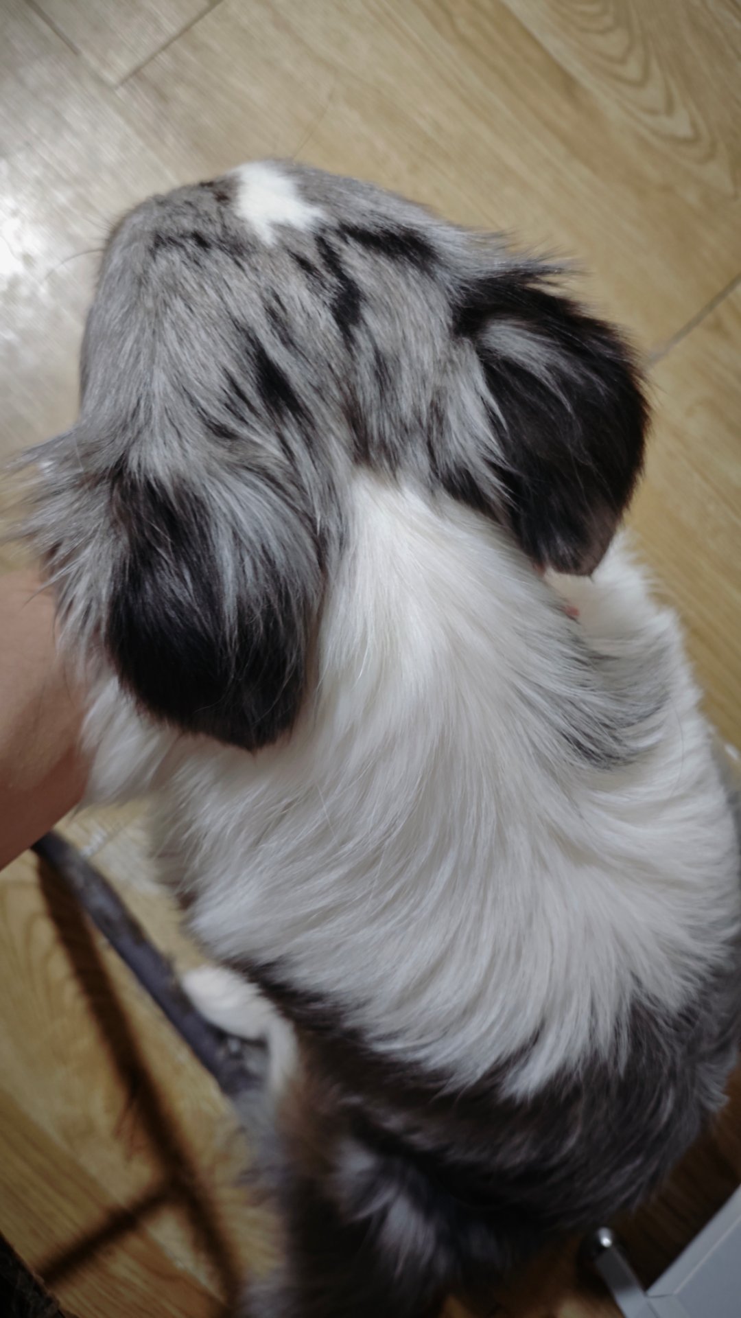 ee 吃不吃妙脆角 边牧