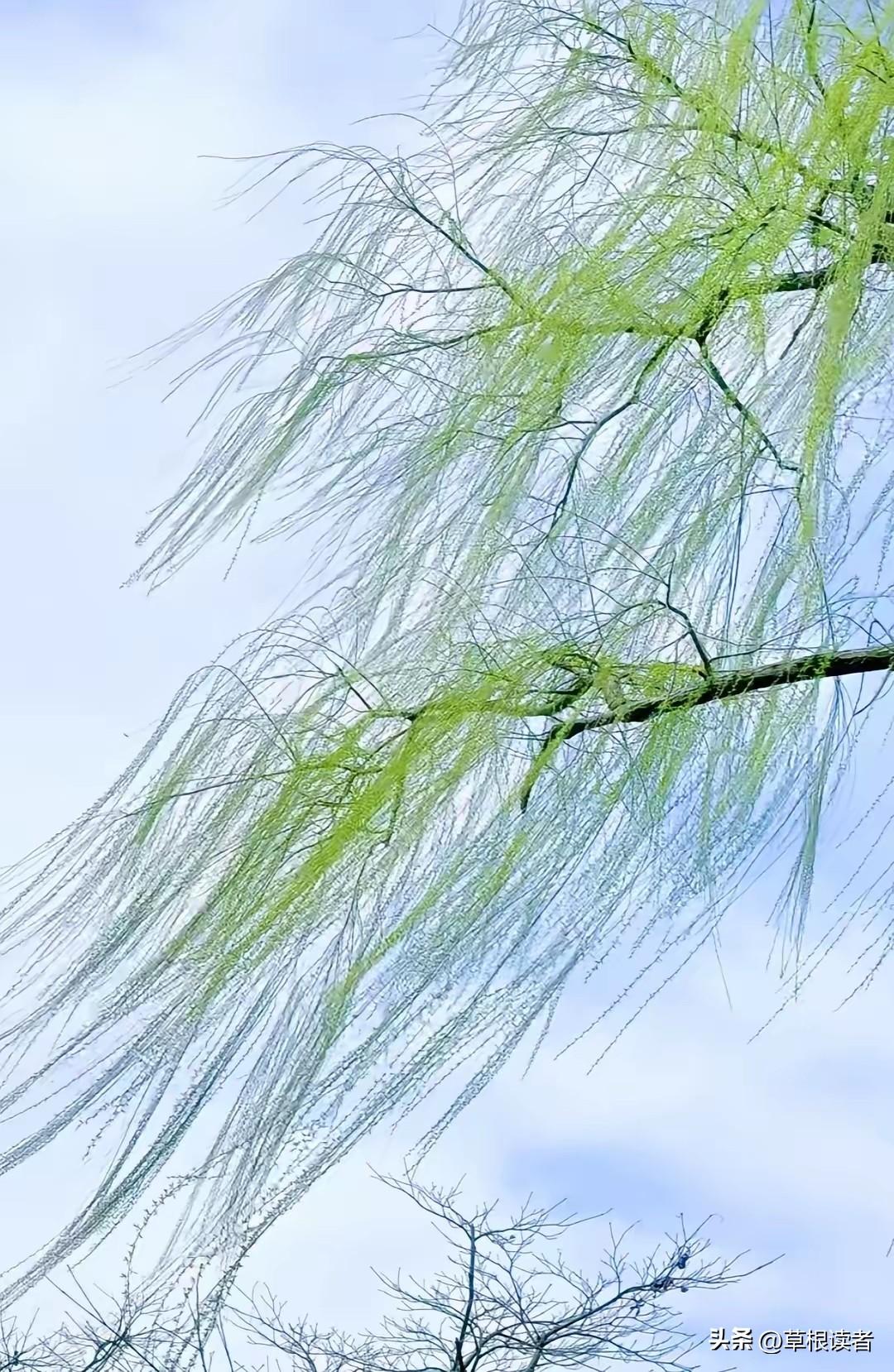 《牡丹亭・游园惊梦》：袅袅晴丝飘进闲静庭院，摇曳荡漾，春景如丝线般曼妙。
喜迁莺