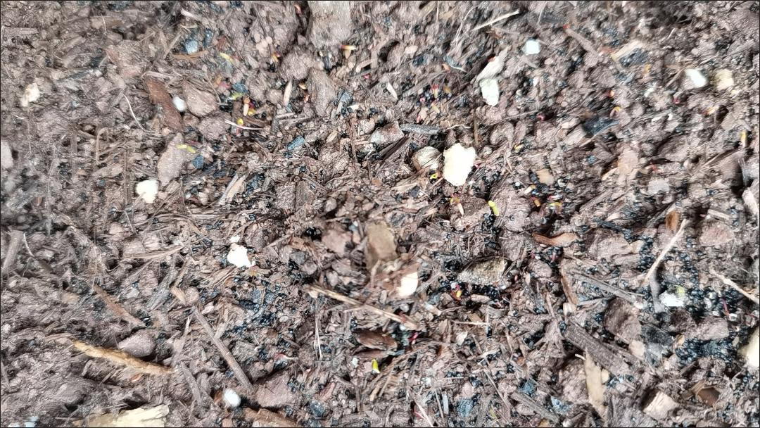 太阳花种子
我喜欢太阳花，它皮实，好养，而且花开不断，这朵谢了那朵又开，总是一派