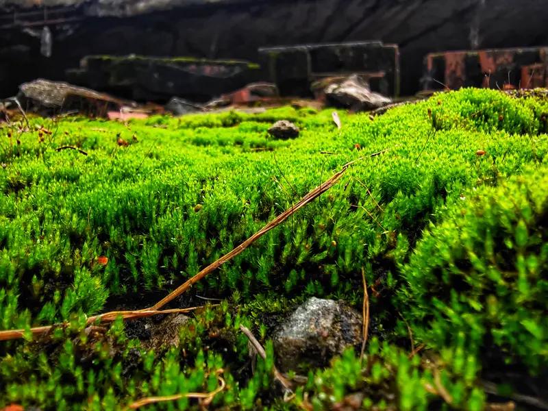 读友的文章和袁枚的《苔》真的太有力量了。“苔花如米小，也学牡丹开”，苔生长在阳光