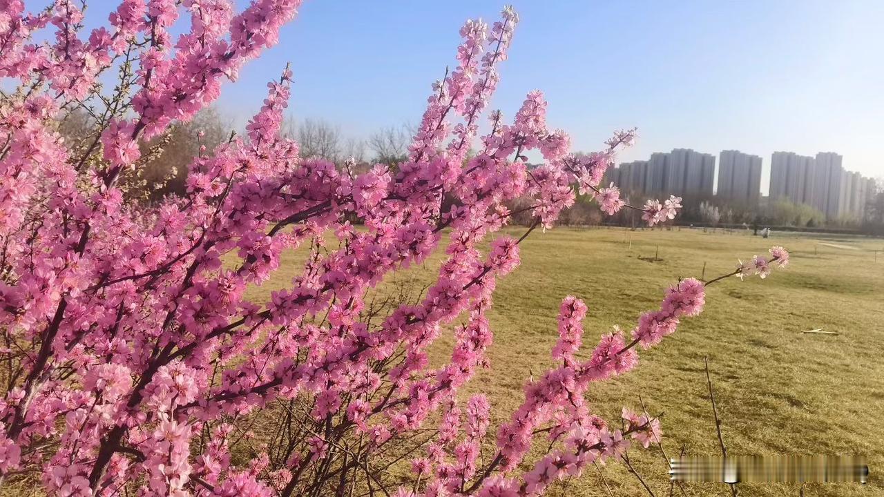 春日生活打卡季春风漫拂街巷，草木悄然换新。微风携花香漫溢，抬眼皆是温柔春色，放缓