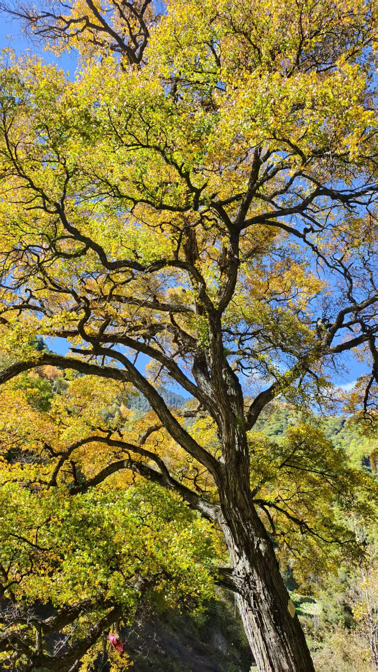 人生就像一杯茶，不会苦一辈子，但会苦一阵子。
小时候，我曾经问过母亲：为什么茶叶