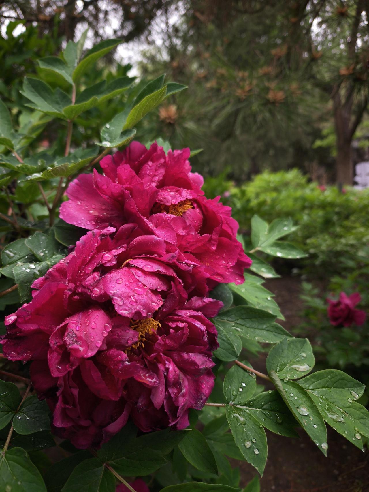 《雨中牡丹》

都说晴天的牡丹雍容华贵，但我偏爱雨中的那一份风骨。

雨水打湿了