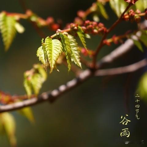 2026谷雨几点交接？9:38白天谷雨，老农谚准不准
 



2026年谷雨交