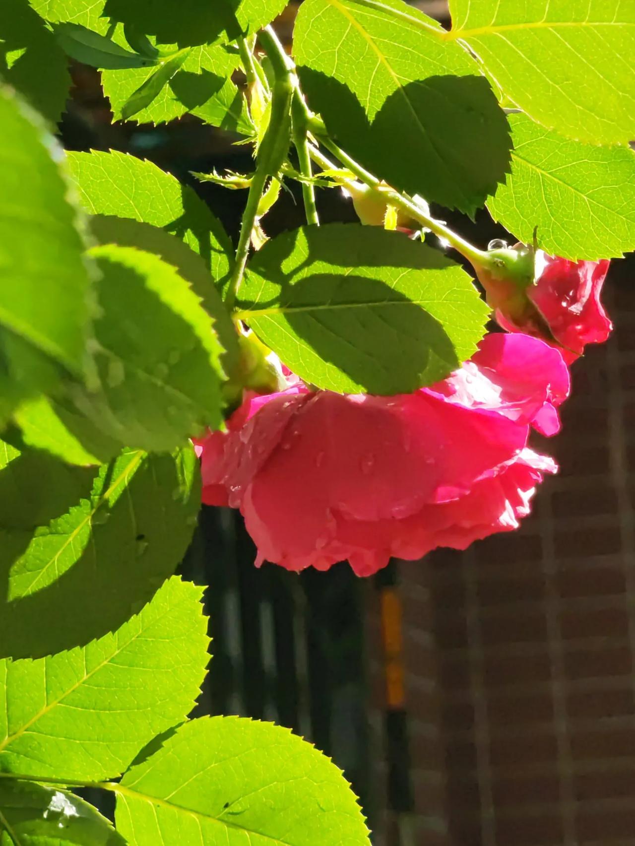 五月入夏月季红，
花红争艳最抒情。
月季之美花好载，
东西南北露峥嵘。