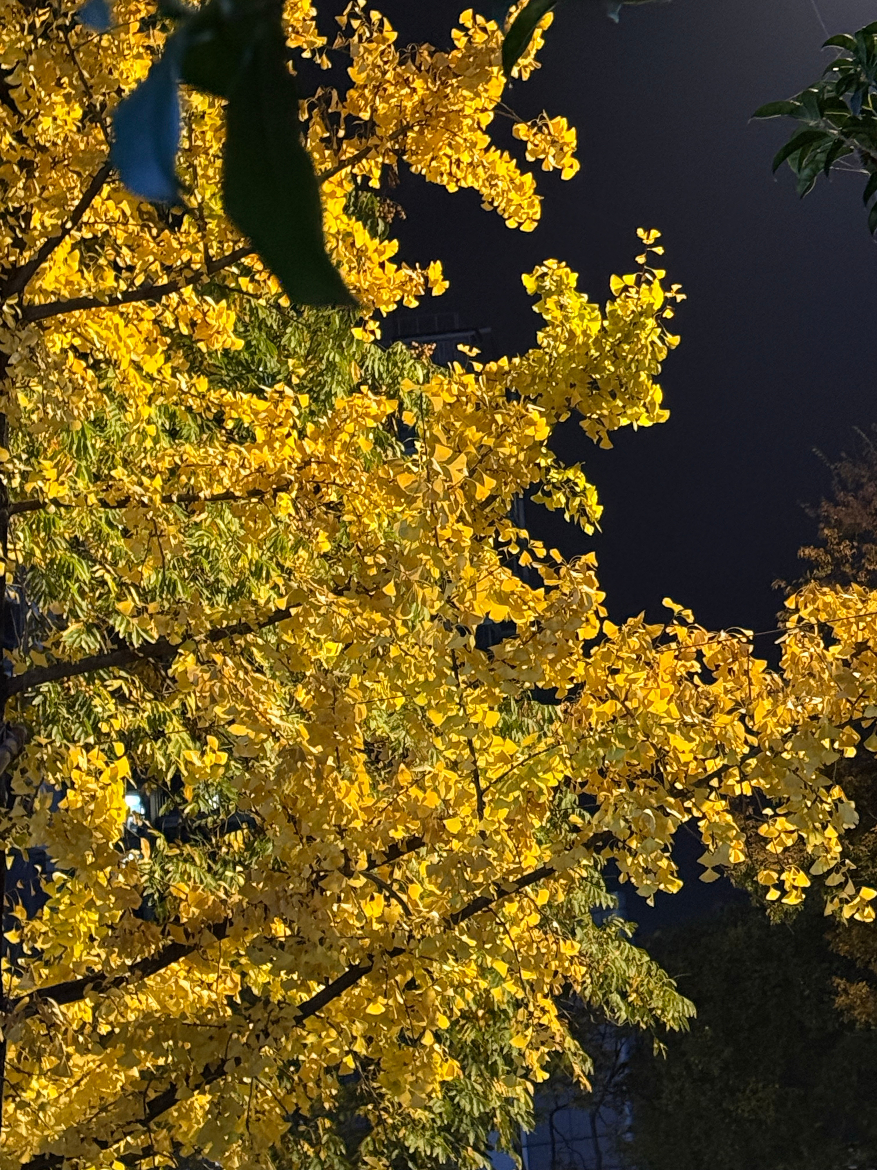 发呆 看一片叶子完成最后的旋转 