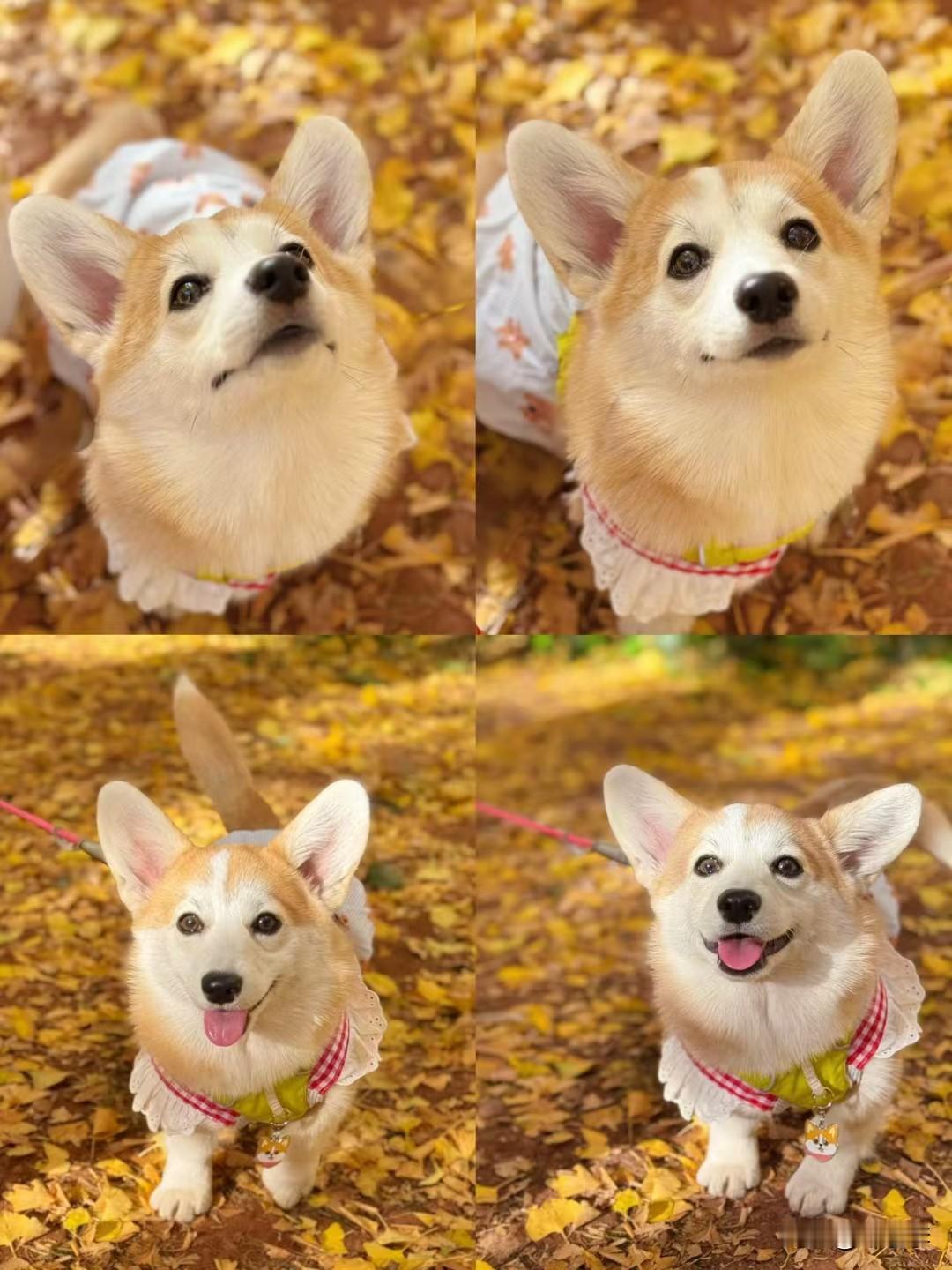 冬日生活打卡季铲屎官的快乐碎片🍂